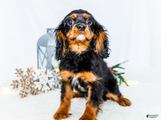 Cavalier King Charles Spaniel dogs Kringle - Ad 7