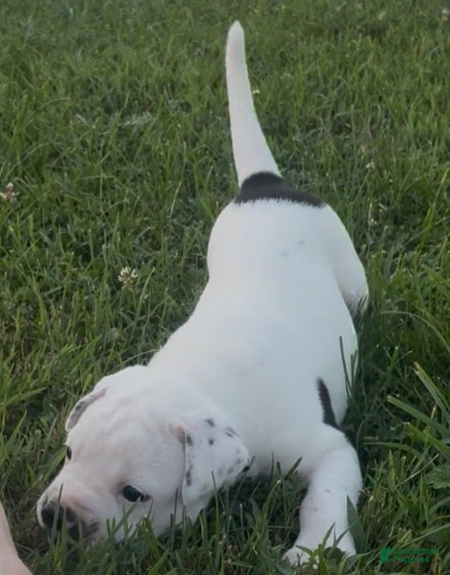 American Bulldog dogs Jinx - Ad 1