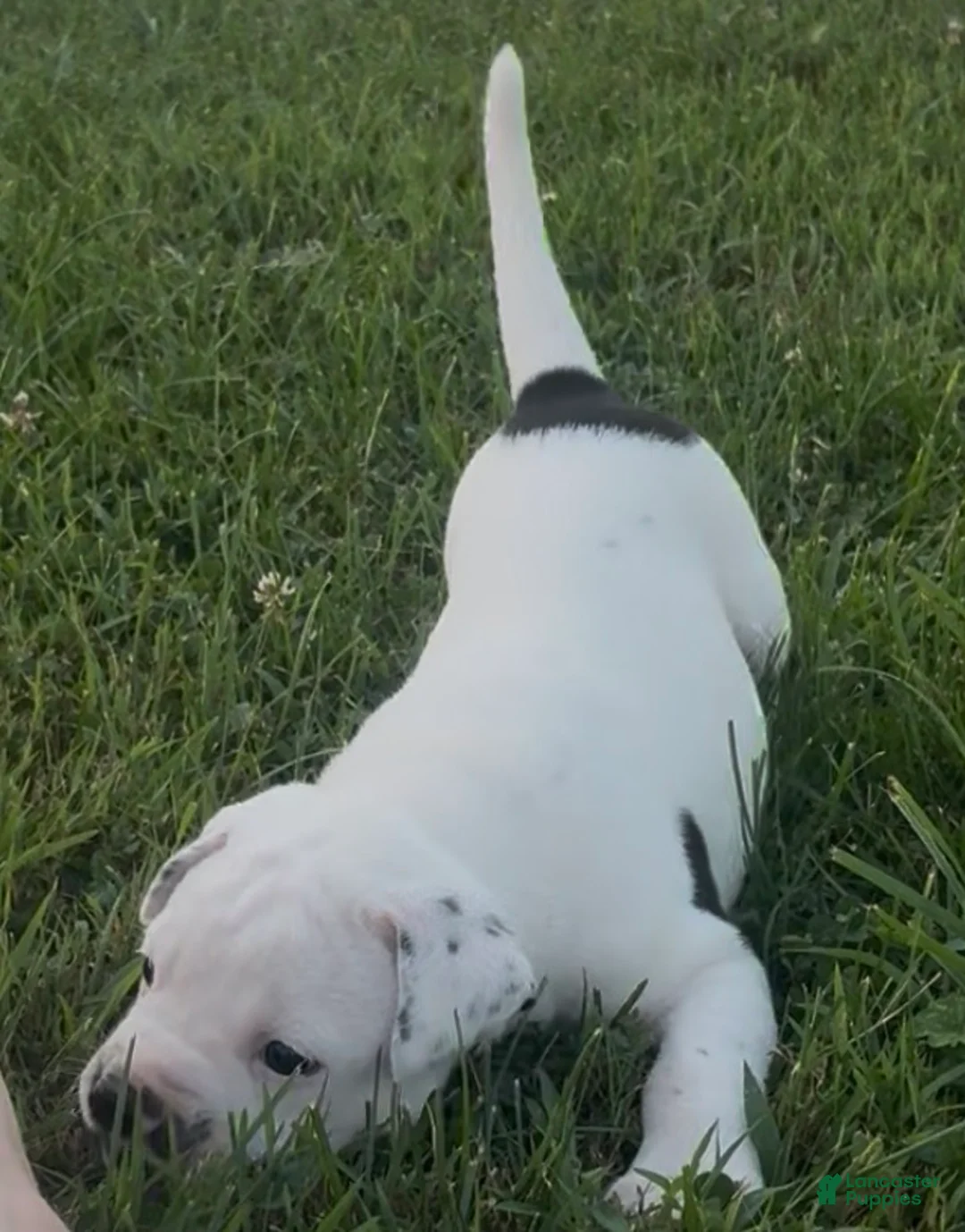 American Bulldog dogs for sale: Jinx - Ad 1