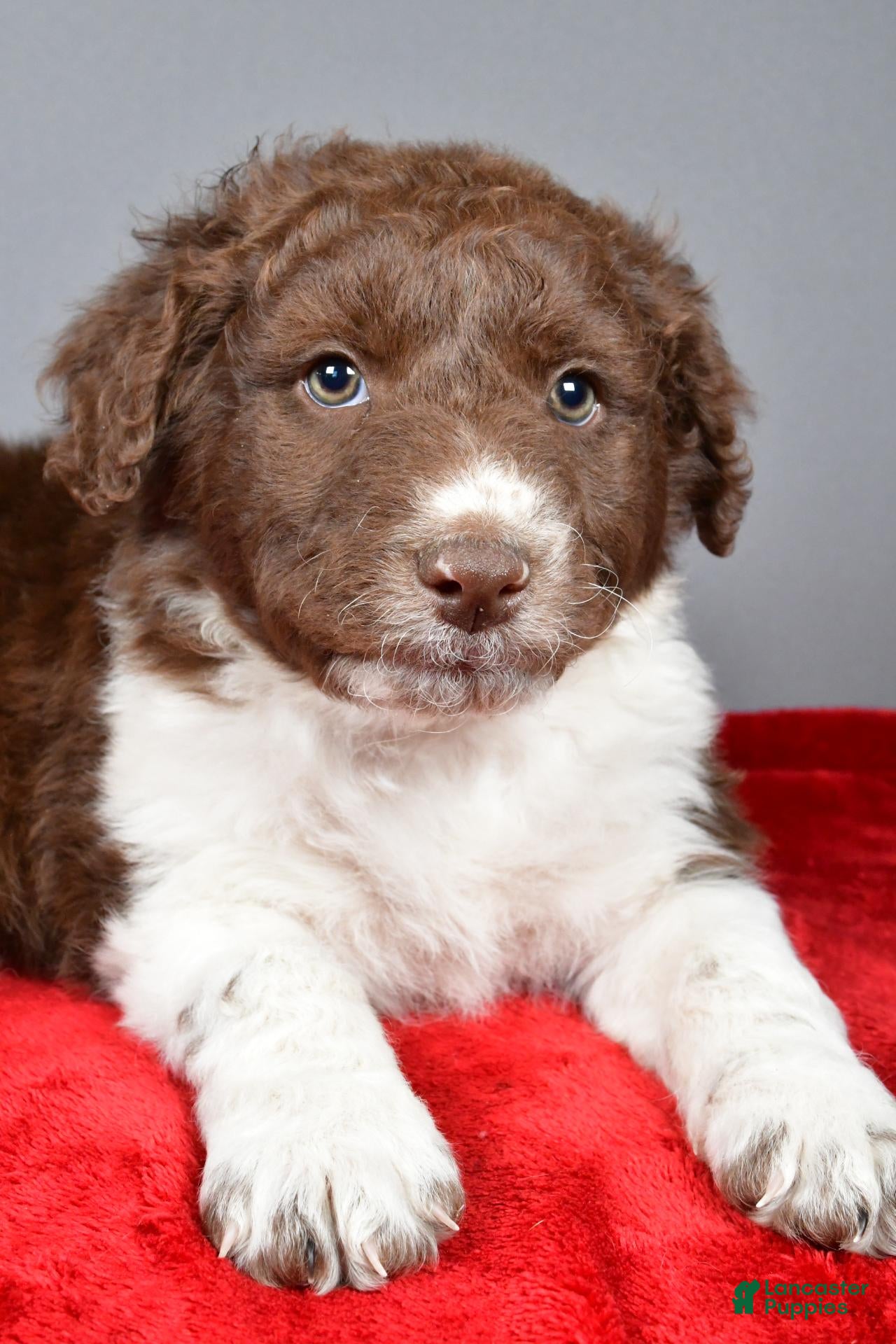 Aussiedoodle dogs for sale: Charlie - Ad 2