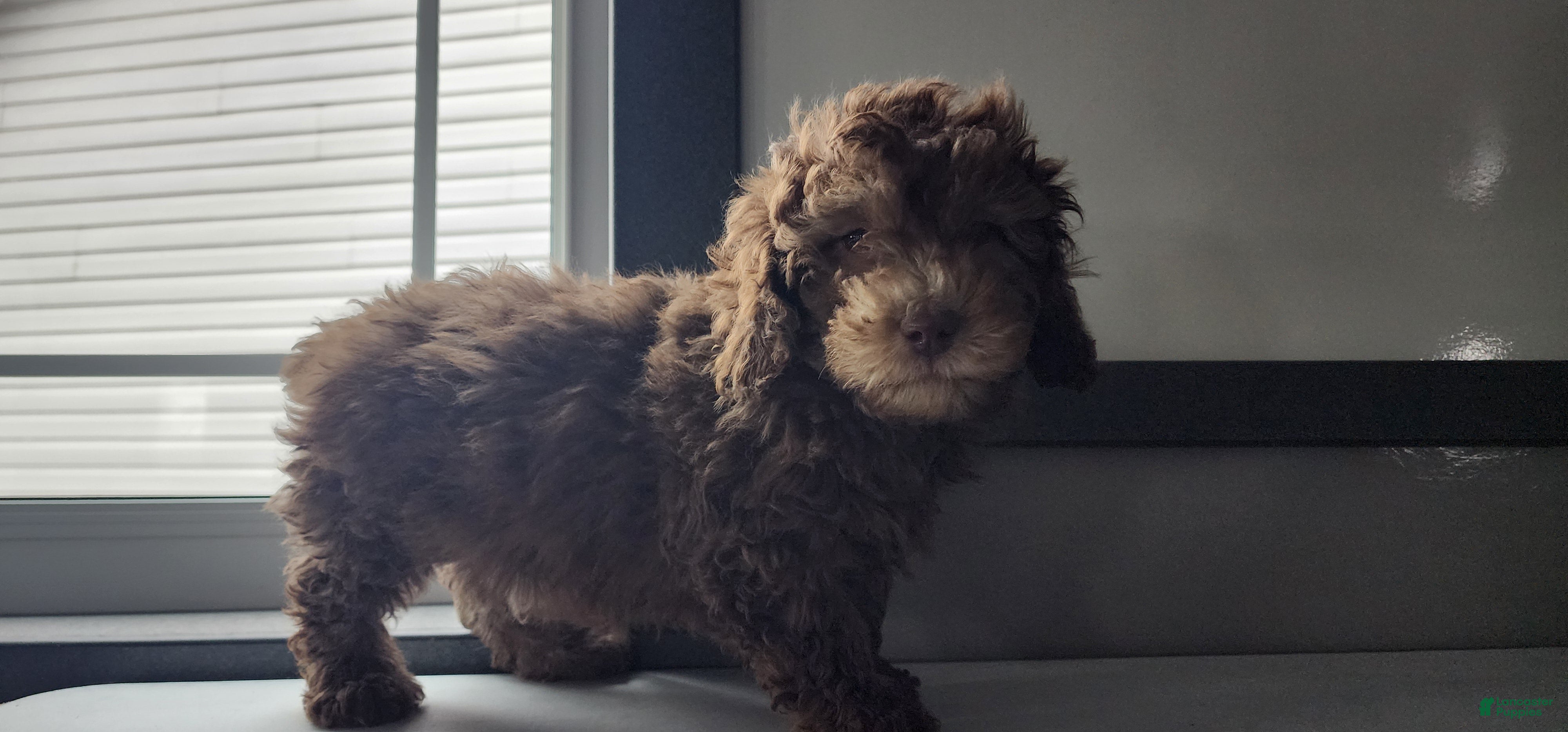 Shihpoo dogs Gregory - Ad 30