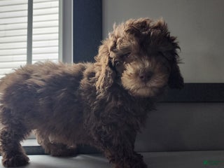 Shihpoo dogs Gregory - Ad 33