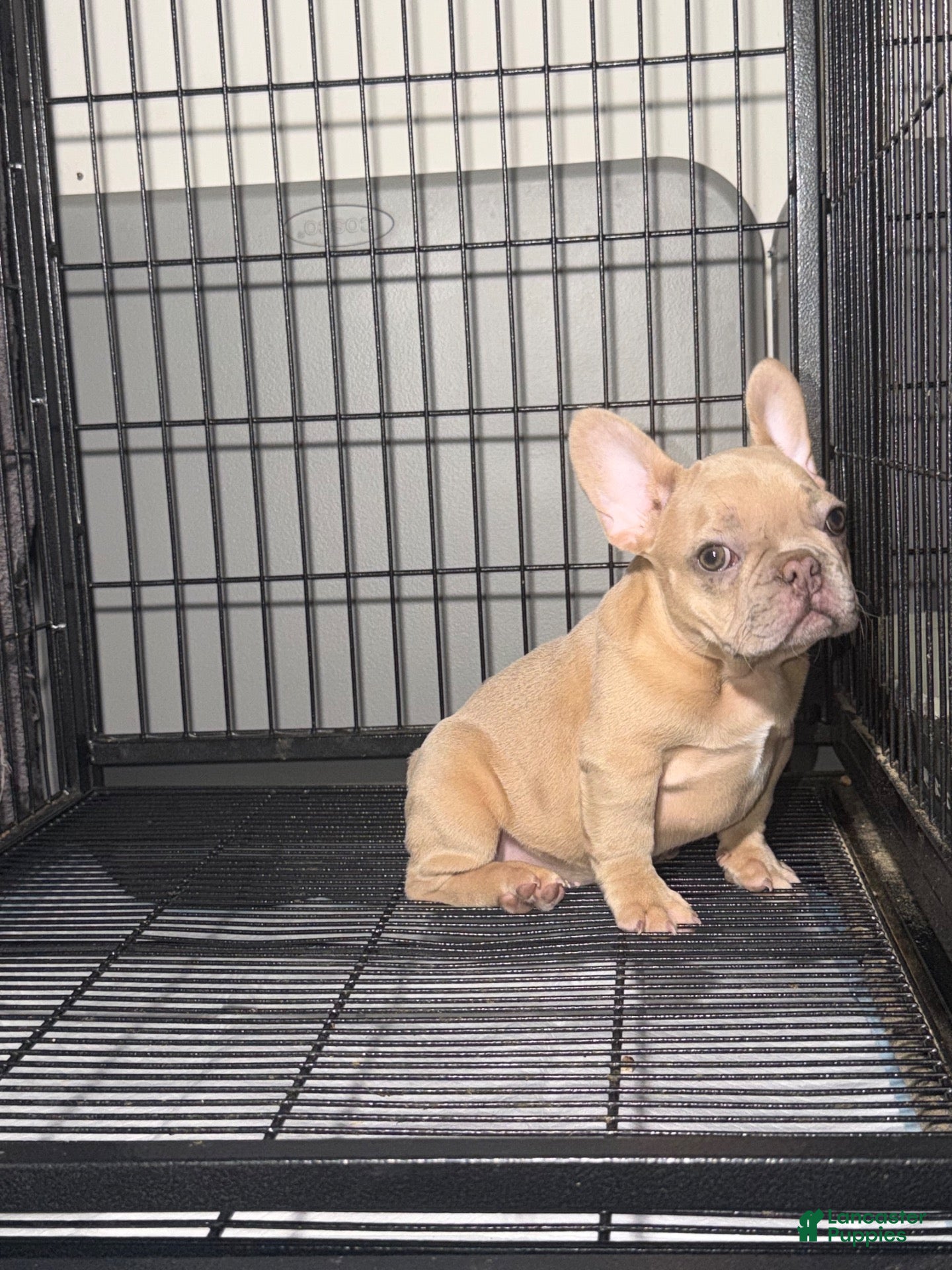 French Bulldog dogs Fawn Girl  - Ad 1