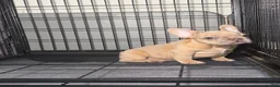 French Bulldog dogs for sale: Fawn Girl  - Ad 1
