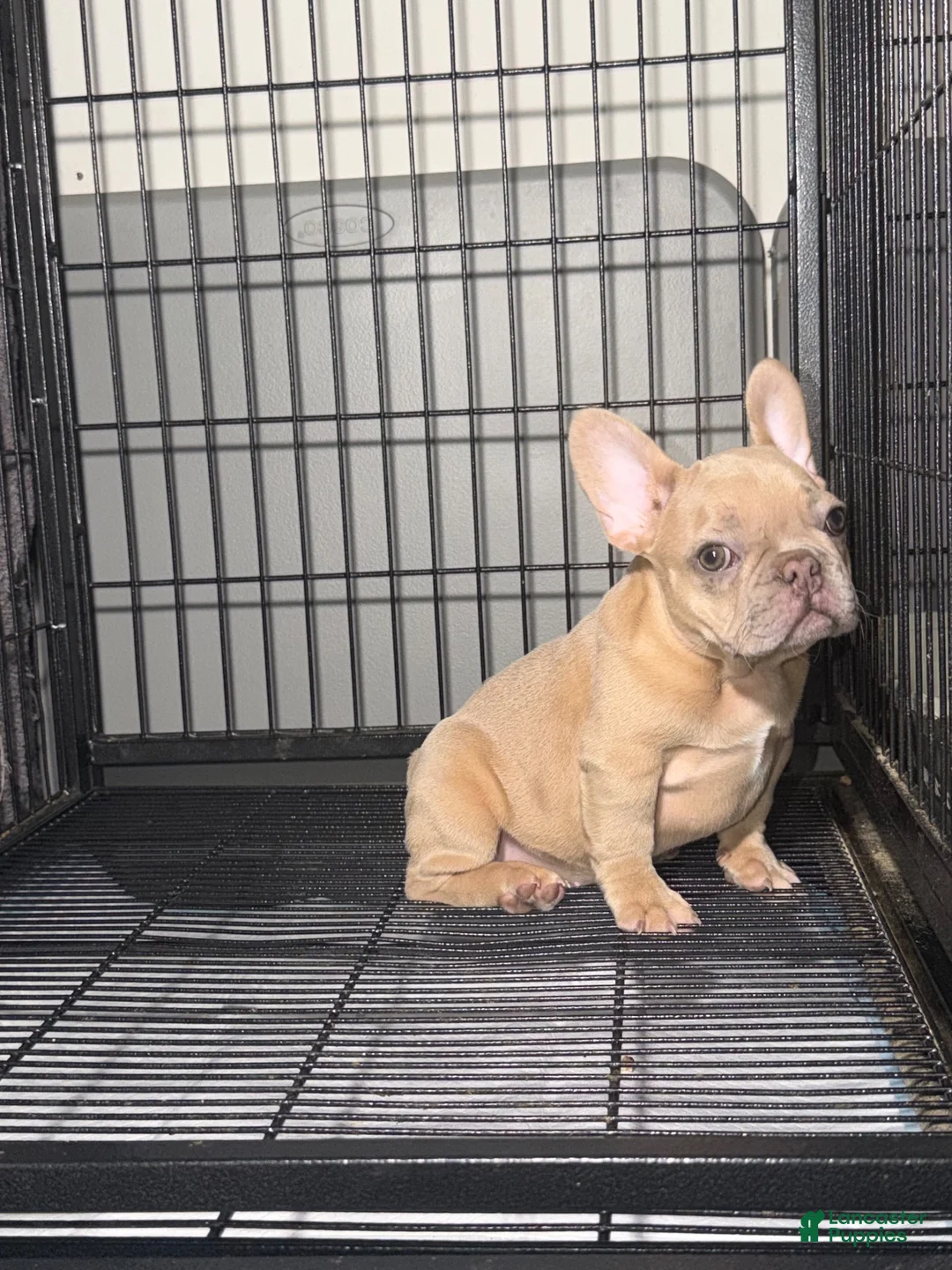 French Bulldog dogs for sale: Fawn Girl  - Ad 1