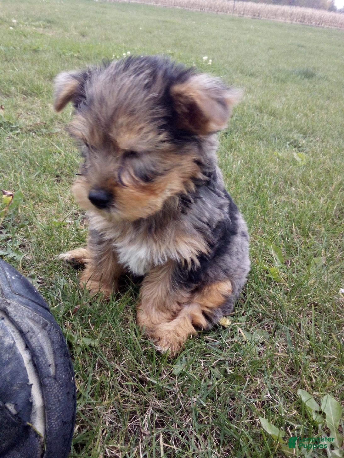 Yorkshire Terrier dogs for sale: Rufas - Ad 15