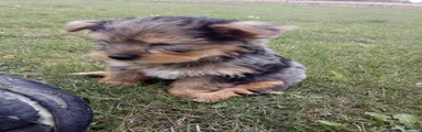 Rufas