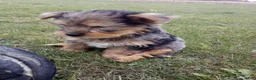 Yorkshire Terrier dogs for sale: Rufas - Ad 1