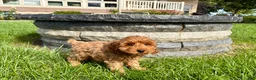 Cockapoo dogs for sale: Cockapoo female 3 - Ad 8
