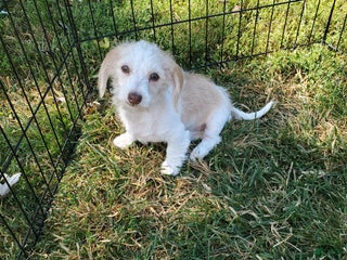 Dachshund dogs - Ad 40