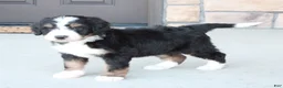 Bernedoodle dogs for sale: Sammy  - Ad 3