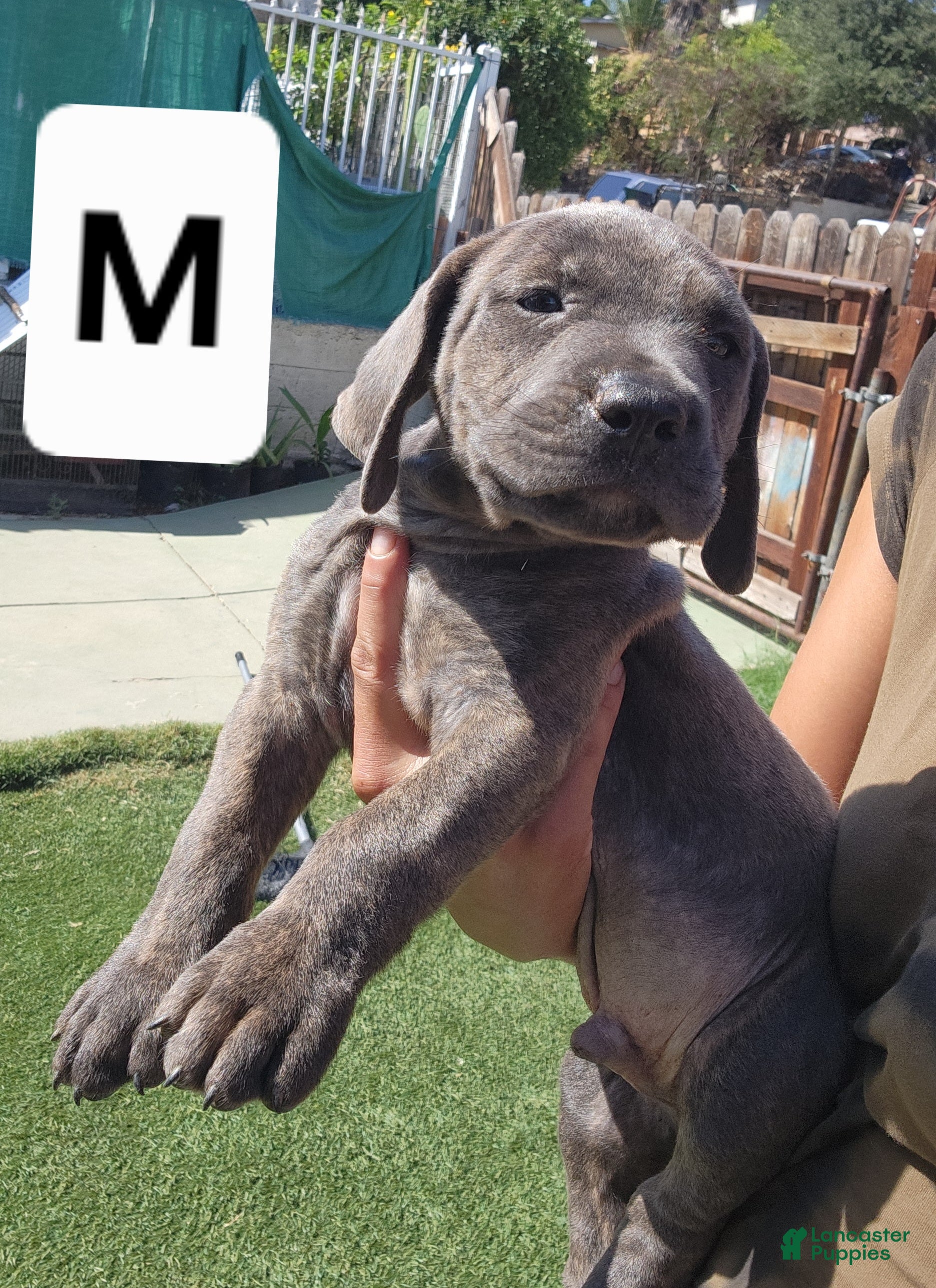 Mixed Breed dogs Mixed Breed 4 - Ad 13