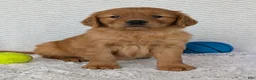 Golden Retriever dogs for sale: Rocco - Ad 1