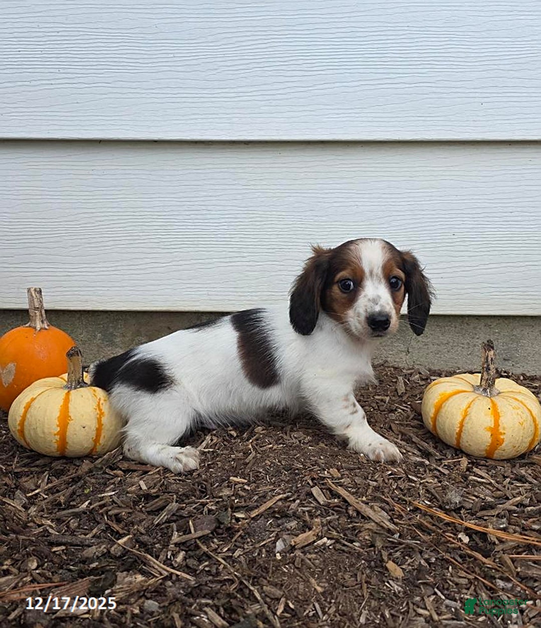 Miniature Dachshund dogs for sale: Shawn - Ad 8