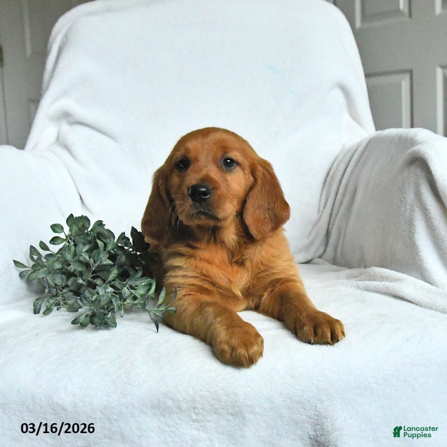 Mixed Breed dogs Wryla  - Ad 2