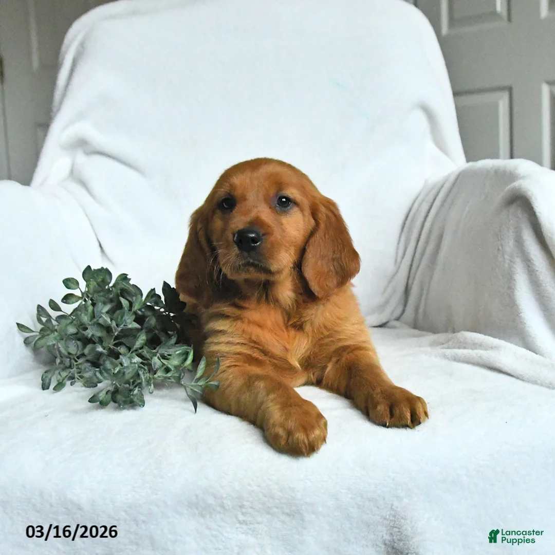 Mixed Breed dogs for sale: Wryla  - Ad 2