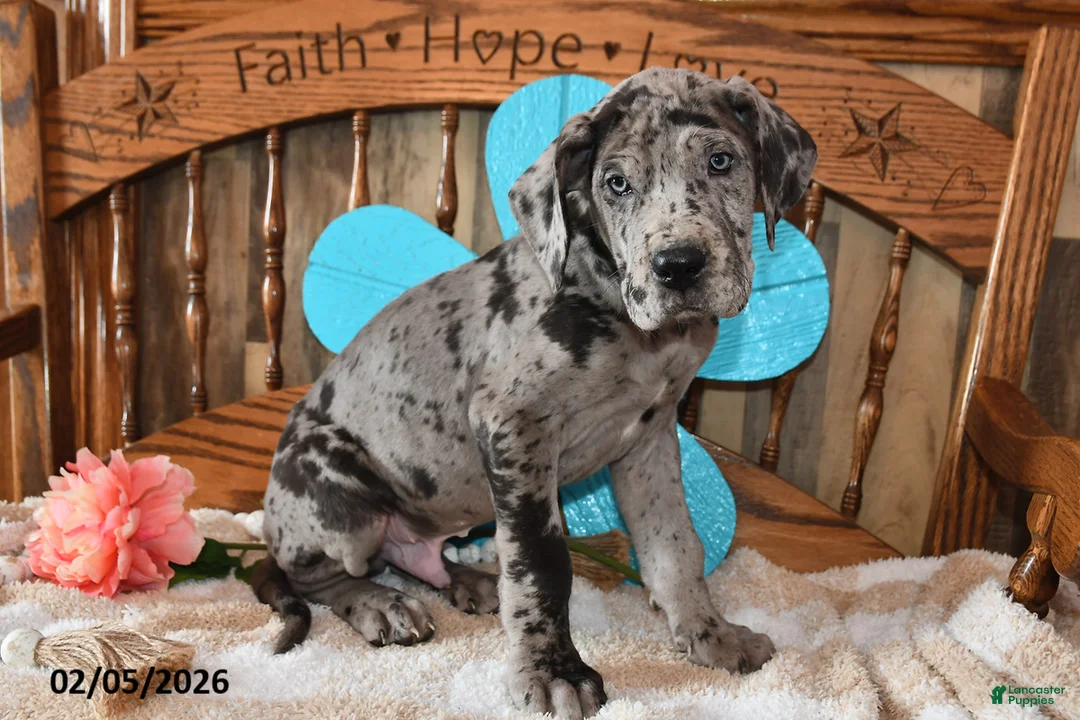 Great Dane dogs for sale: Silver - Ad 5