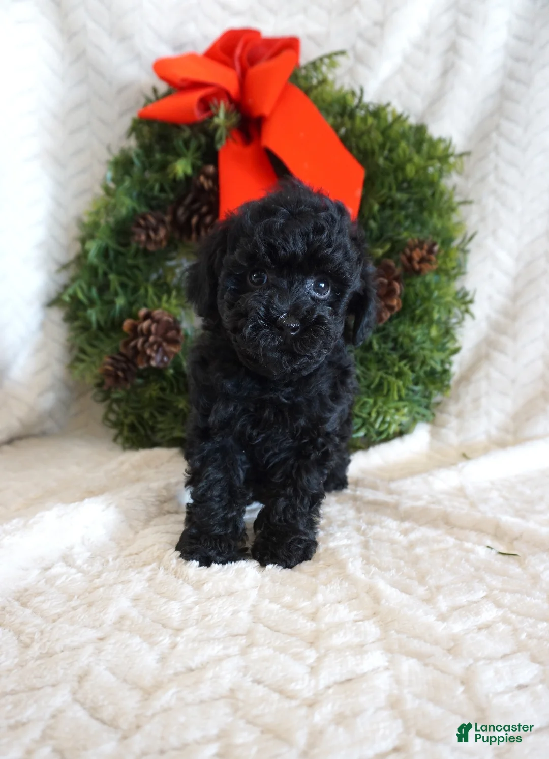 Toy Poodle dogs for sale: Lilly - Ad 20