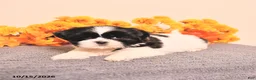 Shih Tzu dogs for sale: Layla - Ad 2