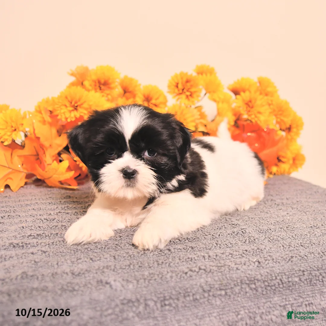 Shih Tzu dogs for sale: Layla - Ad 2