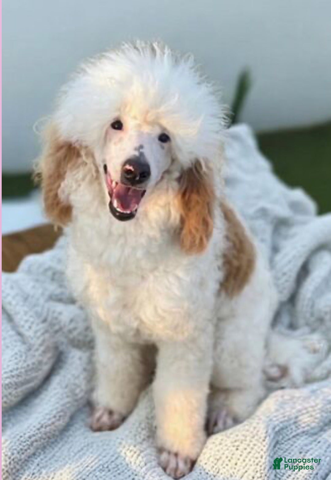 Miniature Poodle dogs for sale: Miniature Poodle Puppy 2 - Ad 3