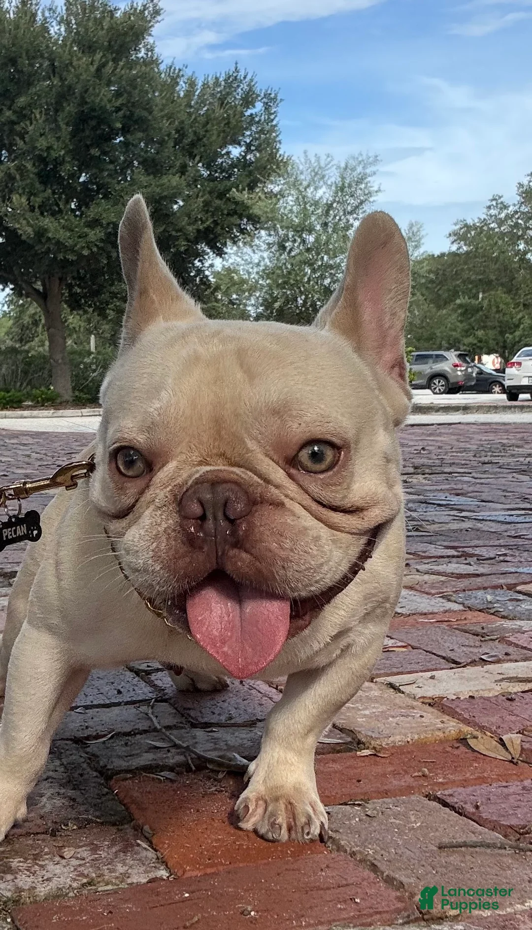 French Bulldog dogs for stud: Pecan stud - Ad 5