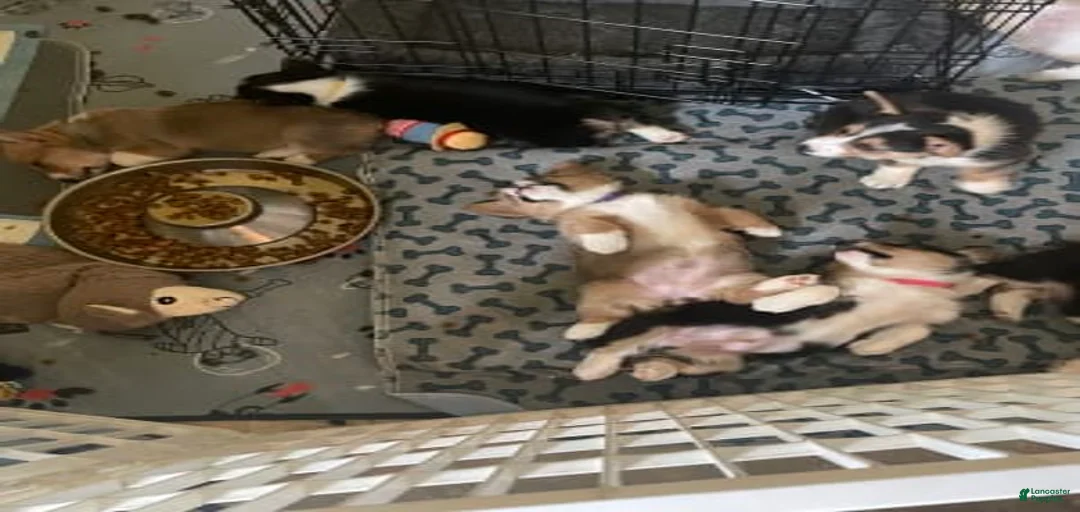 Gallery Image {{count}}