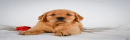 Golden Retriever dogs for sale: Romeo - Ad 12
