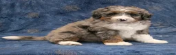 Mini Bernedoodle dogs for sale: Ollie - Ad 5