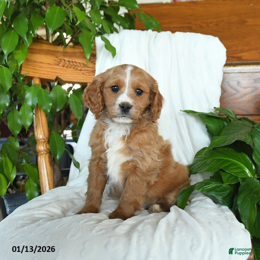 Cavapoo dogs Stormy - Ad 31