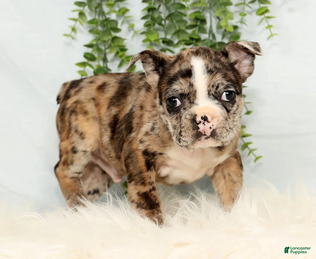 Frenchton dogs for sale: Simba - Ad 4