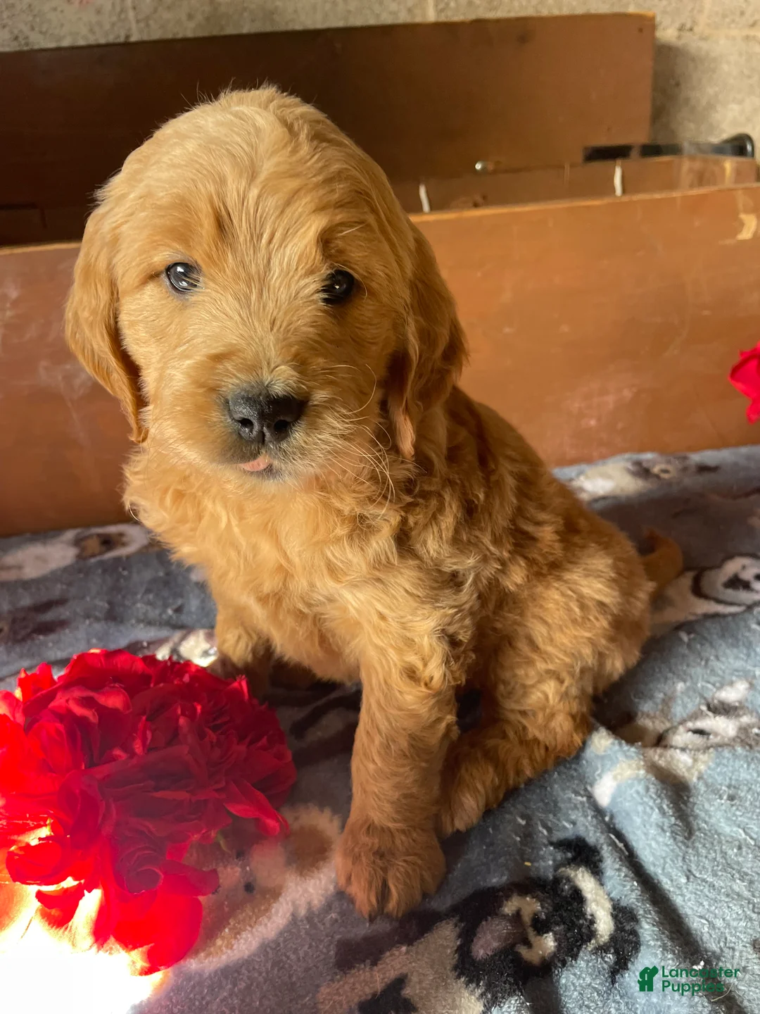 Mini Goldendoodle dogs for sale: Bryce - Ad 5