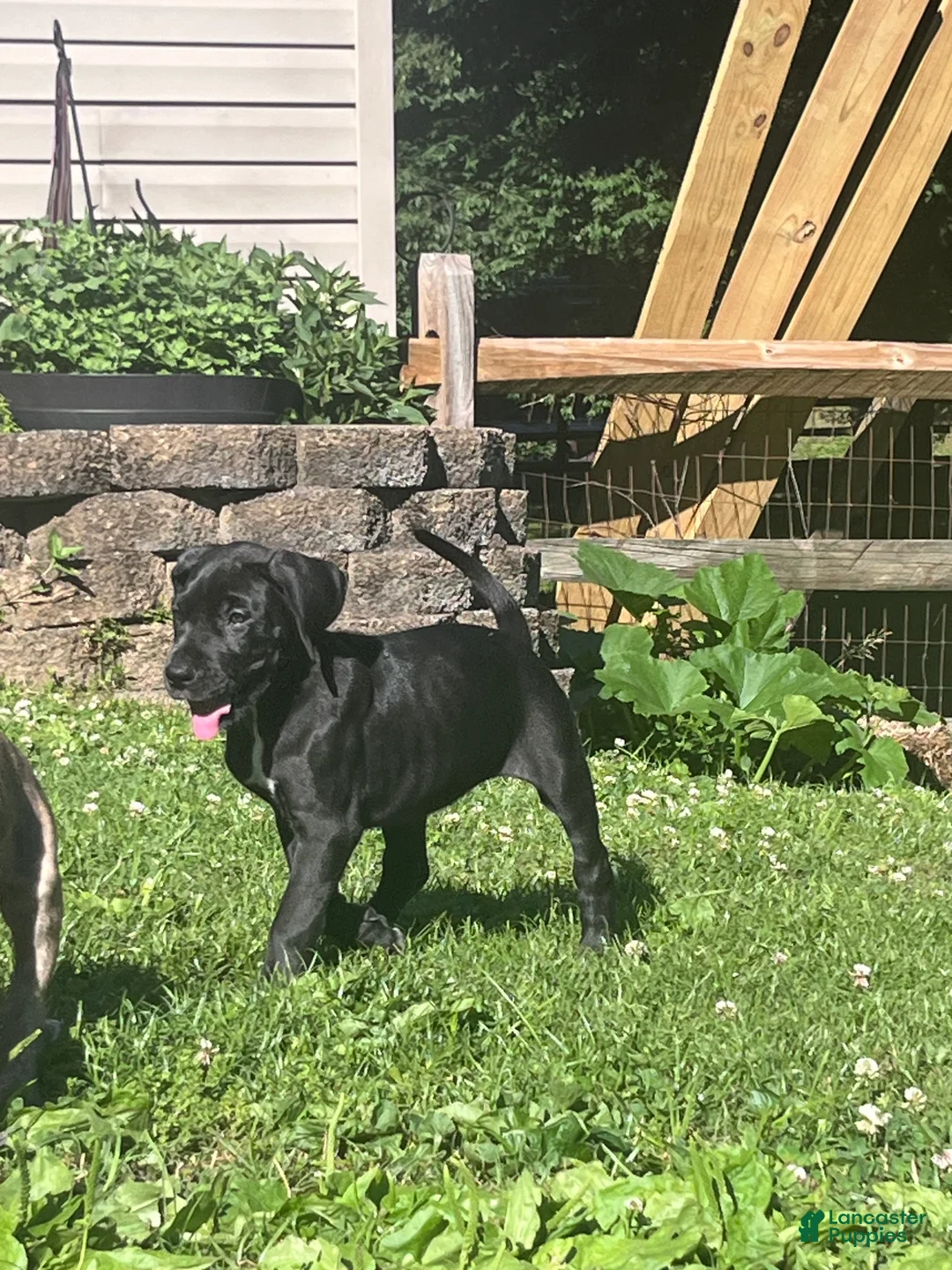 Great Dane dogs for sale: Green - Ad 2