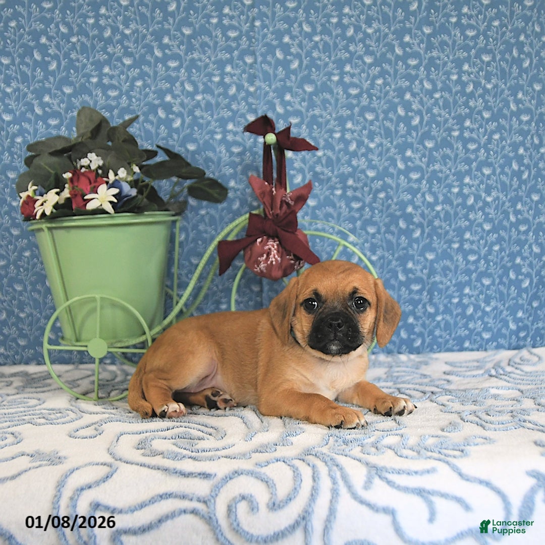 Puggle dogs for sale: Karmel - Ad 3