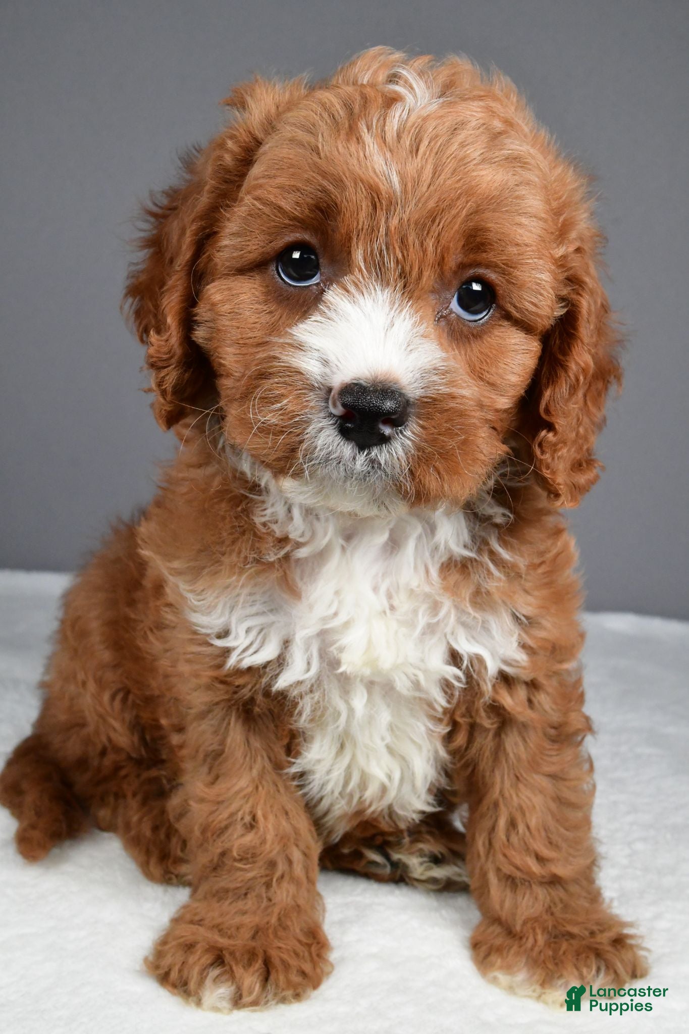 Cavapoo dogs Elvis - Ad 2