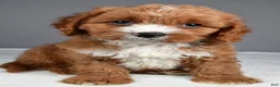 Cavapoo dogs for sale: Elvis - Ad 2