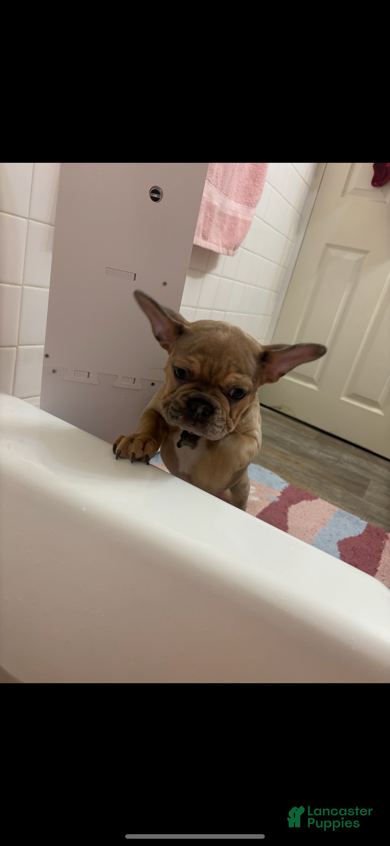 French Bulldog dogs French Bulldog Puppy 1 - Ad 2