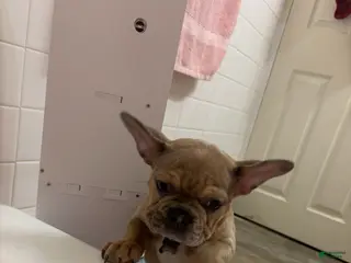 French Bulldog dogs French Bulldog Puppy 1 - Ad 2