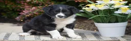Border Collie dogs for sale: Della - Ad 3