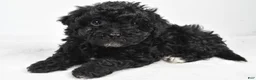 Yorkiepoo dogs for sale: Rina - Ad 8