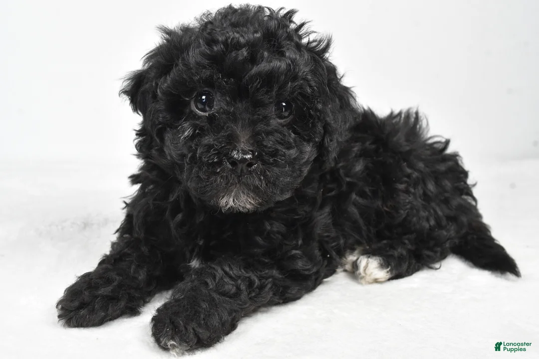 Yorkiepoo dogs for sale: Rina - Ad 8