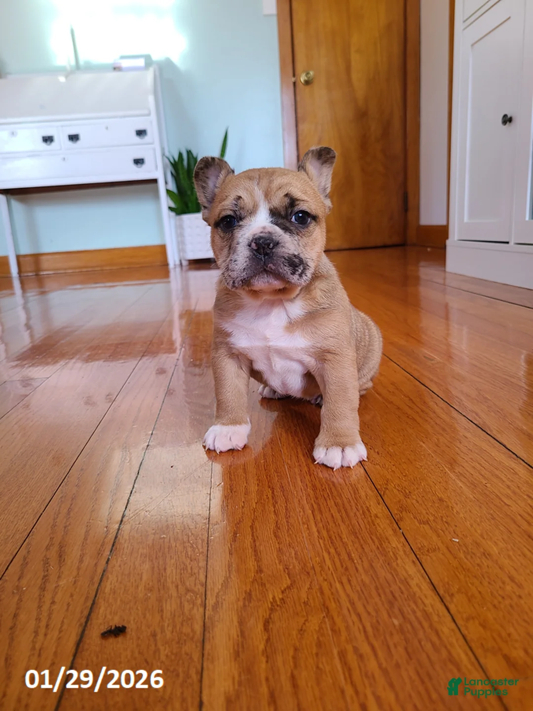 Mixed Breed dogs for sale: Milo - Ad 1