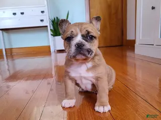 Mixed Breed dogs Milo - Ad 1