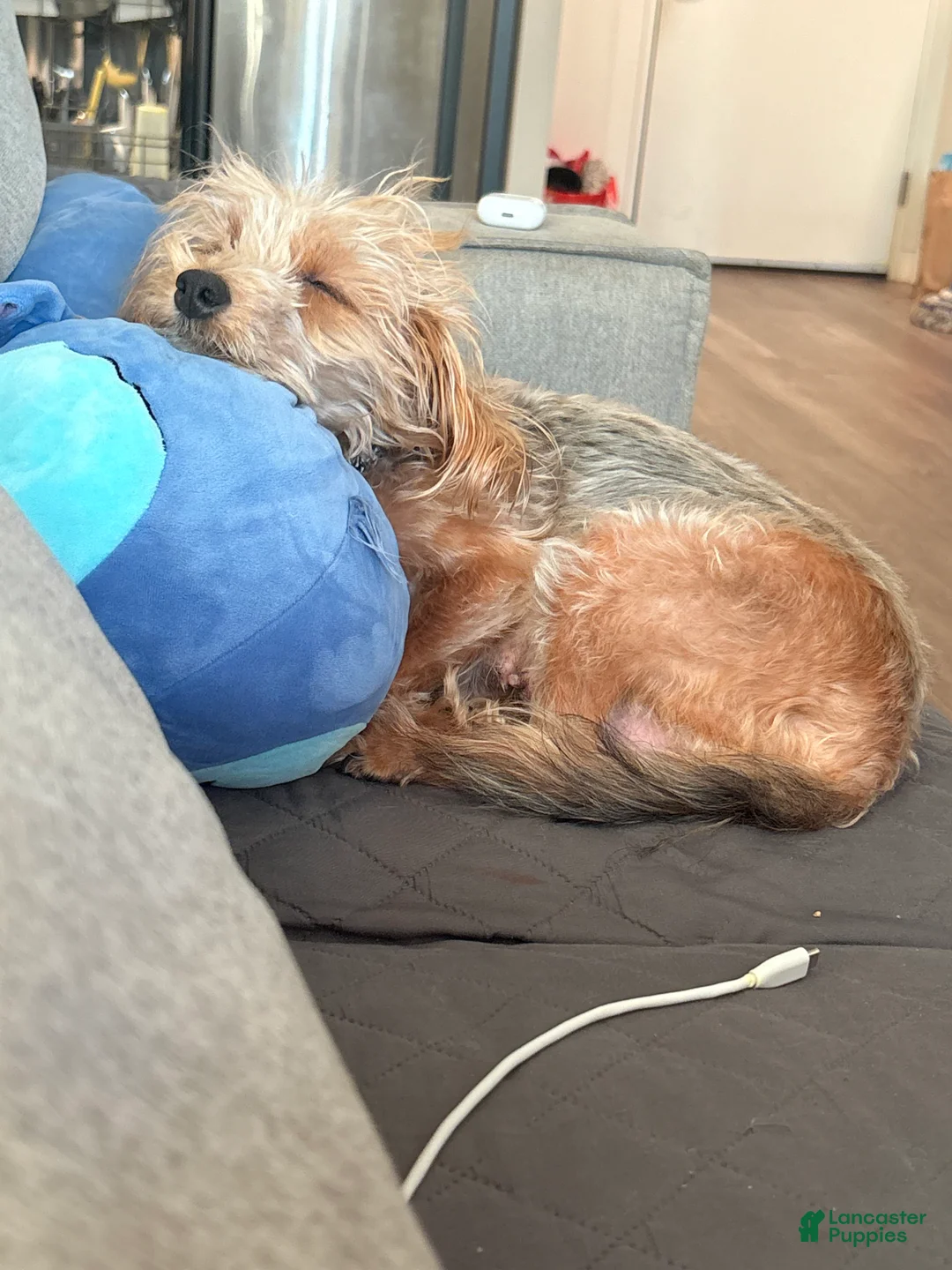 Gallery Image {{count}}