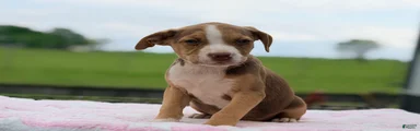 Boston Chi 2 
