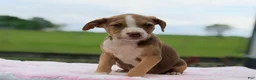 Mixed Breed dogs for sale: Boston Chi 2  - Ad 1