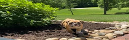 English Bulldog dogs for sale: Valerie  - Ad 4