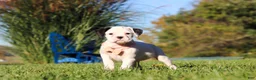 Boxer dogs for sale: Bonnie - Ad 3
