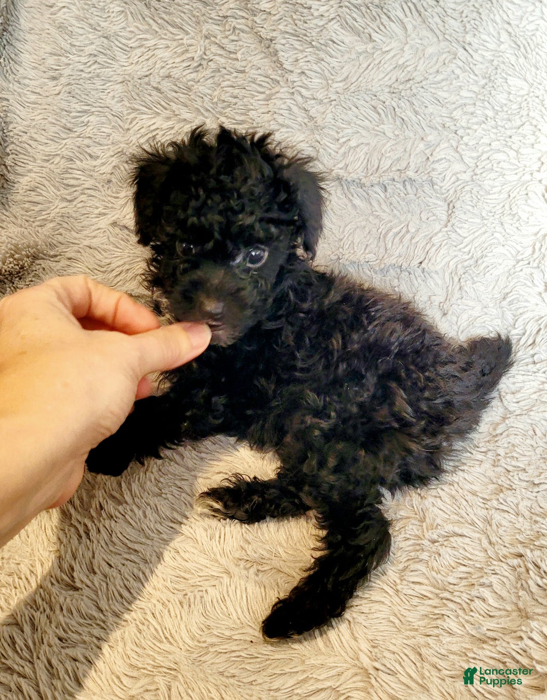 Miniature Poodle dogs for sale: Pepper  - Ad 3