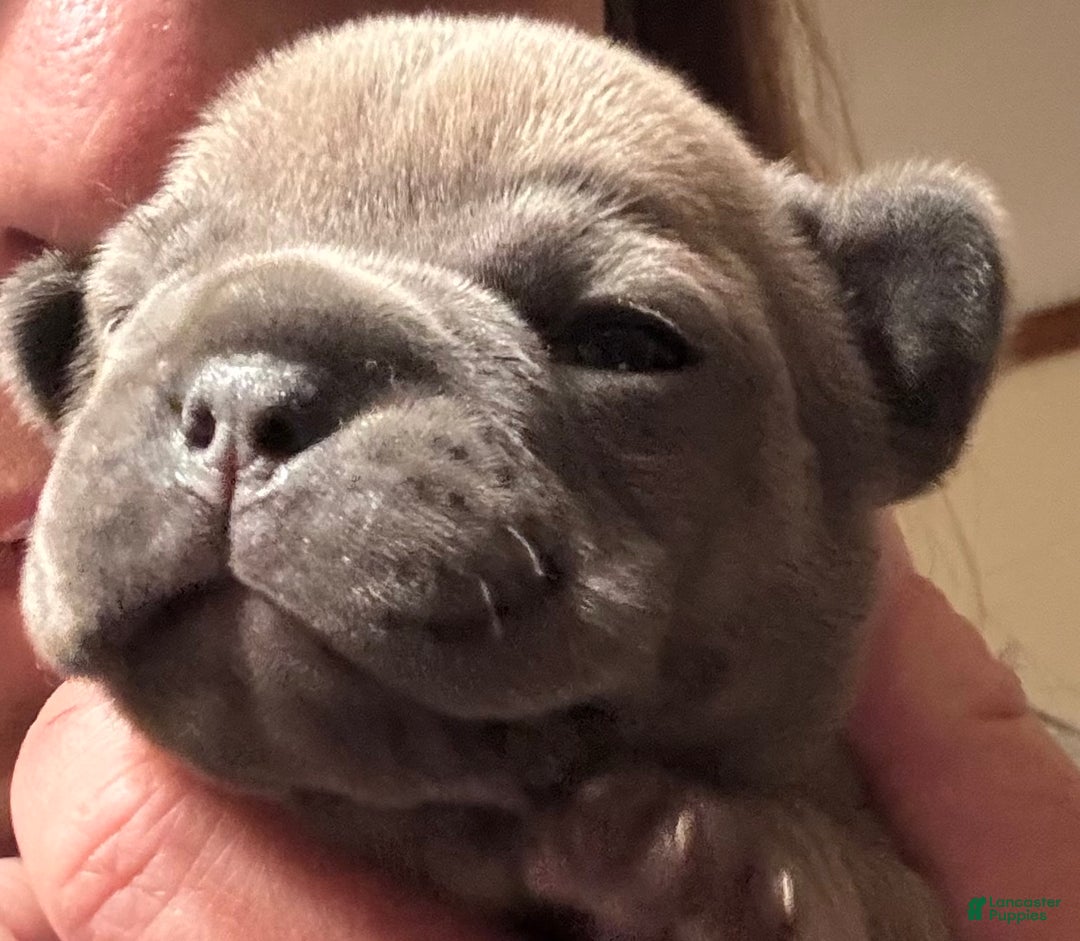 French Bulldog dogs for sale: Rosalita - Ad 4